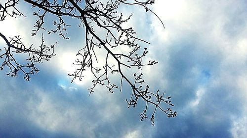 Low angle view of silhouette tree against sky