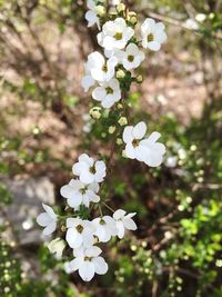 Close-up of white flowers