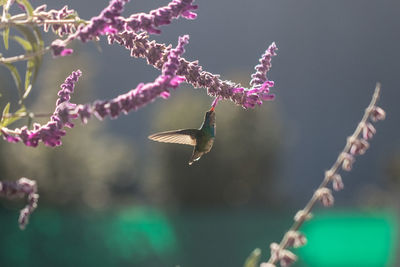 Insect on pink flower