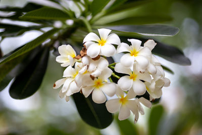 Close-up of white flowering plant