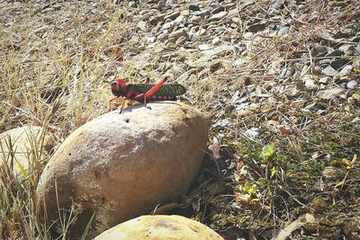 High angle view of bird perching on rock