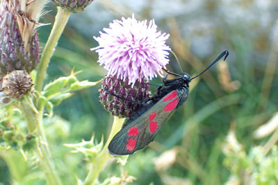 Close-up of butterfly pollinating on thistle