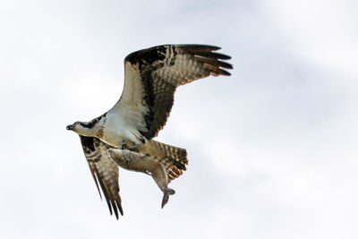 Low angle view of eagle flying against clear sky