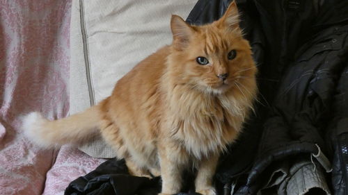 Portrait of cat sitting on bed