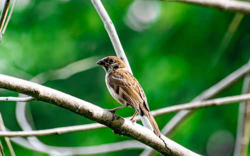 Close-up of bird perching on branch