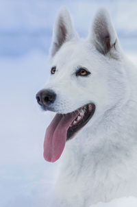 Close-up of dog looking away