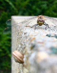 Close-up of snail on wood