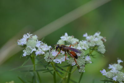 Close-up of bee on flower