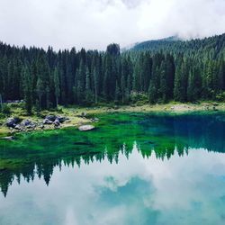 Scenic view of lake in forest against sky