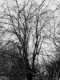 Low angle view of bare trees against sky