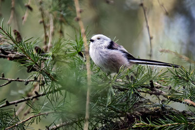 Bird perching on branch