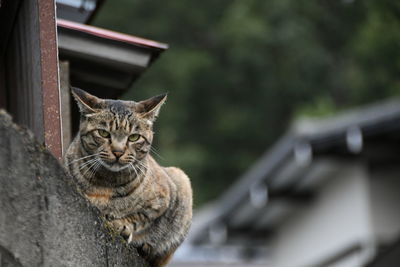 Close-up portrait of a cat