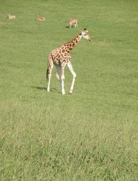 Giraffe in a field of a spanish nature reserve.