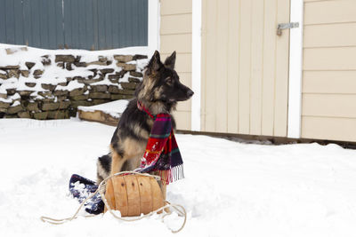 Dog on snow covered field