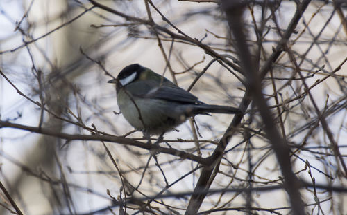 Low angle view of bird perching on bare tree