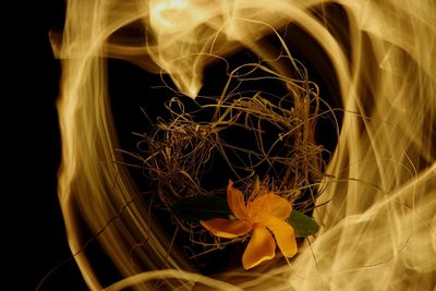 Close-up of yellow flower against black background