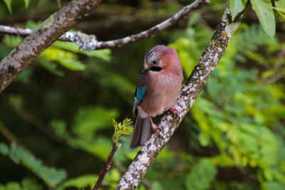Close-up of bird perching on branch