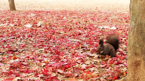 Close-up of monkey on tree during autumn