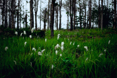 Plants growing on grassy field