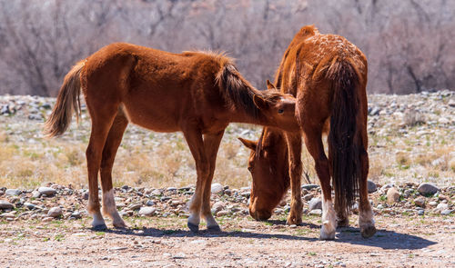 Horses in a field