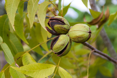 Pecan nuts in the organic garden plant