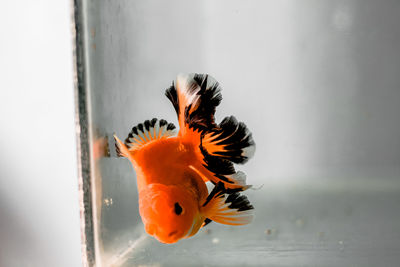 Close-up of fish swimming in tank