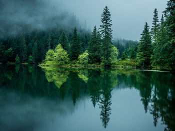 Scenic view of lake and trees in forest