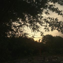 Silhouette trees in forest against sky at sunset