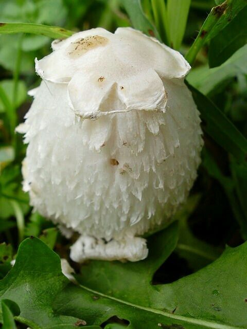 flower, growth, freshness, close-up, fragility, petal, beauty in nature, flower head, plant, white color, nature, focus on foreground, leaf, blooming, single flower, green color, outdoors, day, water, wet