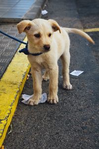 Dog looking away