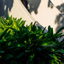 Close-up of fresh green plant against wall