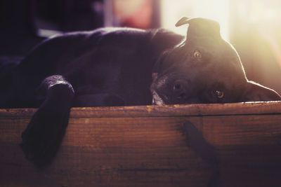 Portrait of dog resting on floor