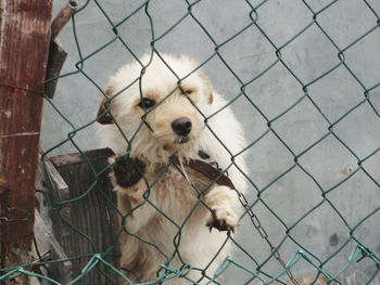 Dog standing behind fence