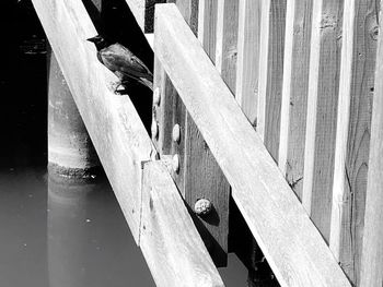 High angle view of lizard on metal fence