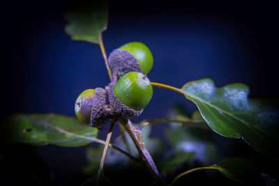 Close-up of fresh green plant