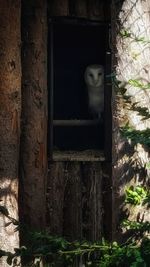 View of monkey on tree trunk