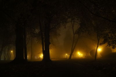 Illuminated street light in forest at night