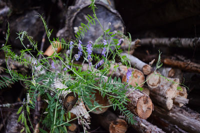 Plant on firewood