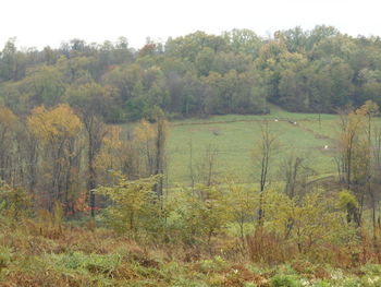 Trees in forest