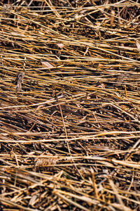 Full frame shot of dried plant