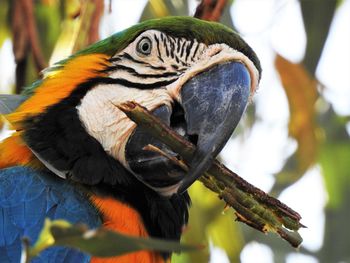 Low angle view of parrot perching on branch