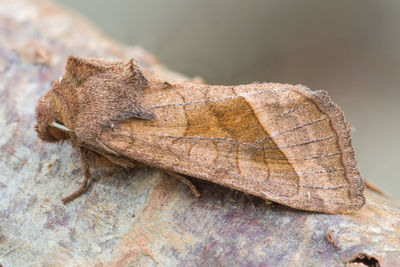 Close-up of moth on rock