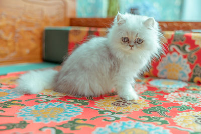 The pup of ginger cat.