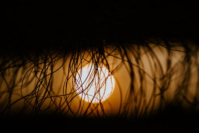 Close-up of silhouette plant against sky at night