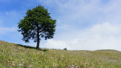 Low angle view of tree on field against sky