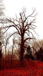 Bare trees on field