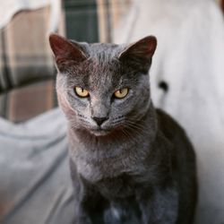 Close-up portrait of tabby cat