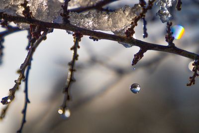 Close-up of frozen flower on tree during winter