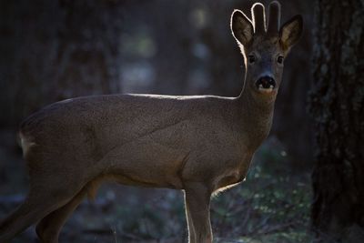 Portrait of deer standing on field