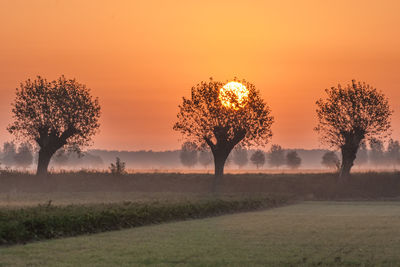 Trees on field against sky during sunset